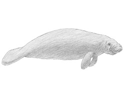 250x193 How To Draw A Manatee - Manatee Drawing