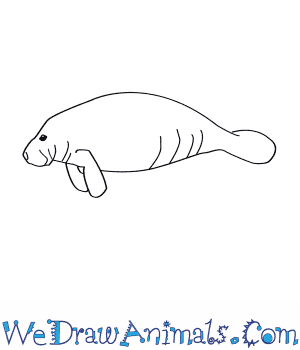300x350 How To Draw A West Indian Manatee - Manatee Drawing