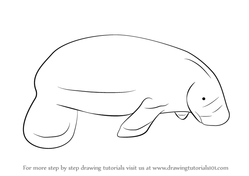 800x566 Learn How To Draw A Manatees - Manatee Drawing