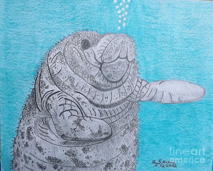 900x723 Manatee Close Encounter Drawing - Manatee Drawing