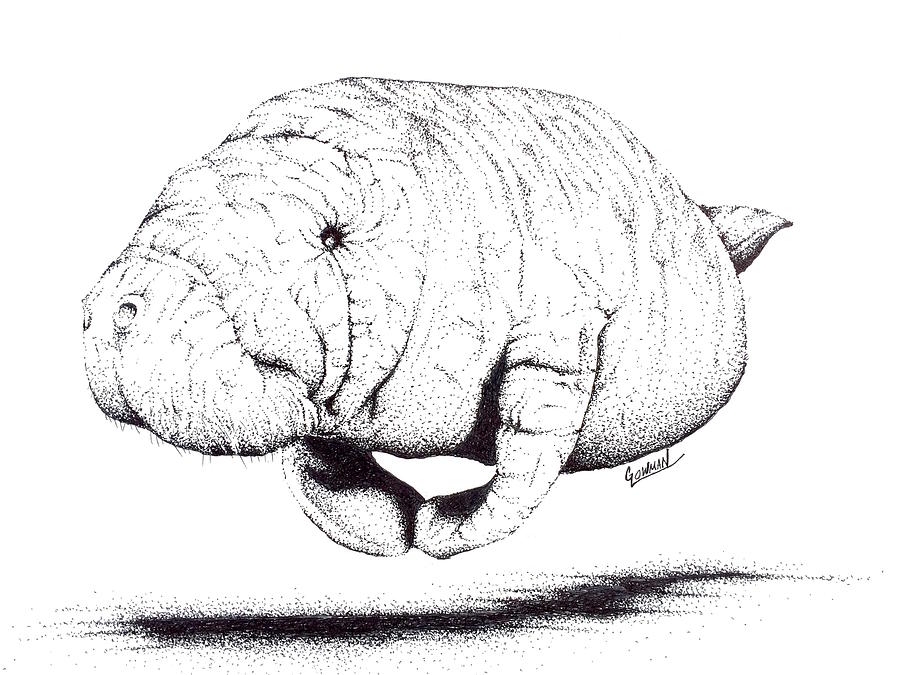 900x675 Manatee Drawing - Manatee Drawing