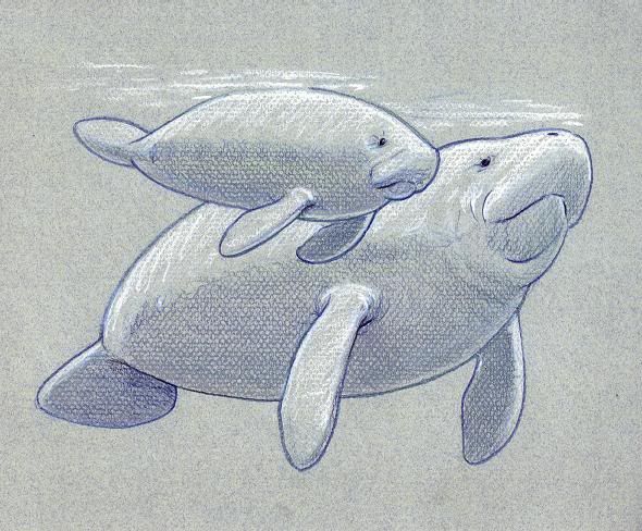 590x488 Draw A Manatee - Manatee Drawing