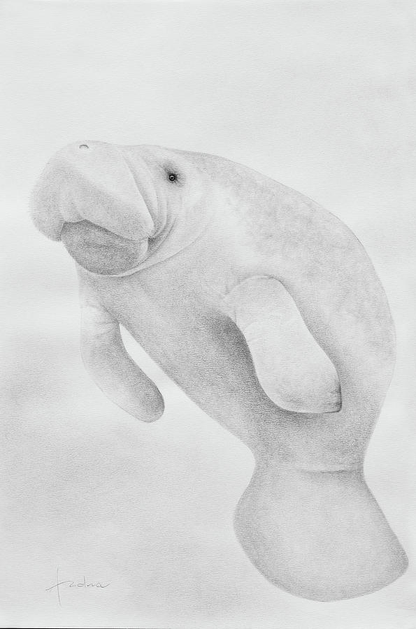 Manatee Drawing at Explore collection of Manatee