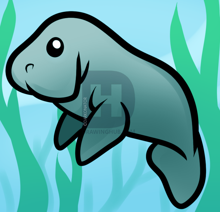 731x704 How To Draw A Manatee For Kids, Step - Manatee Drawing