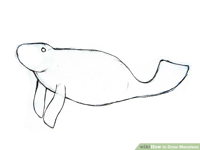 653x490 How To Draw Manatees Steps - Manatee Drawing