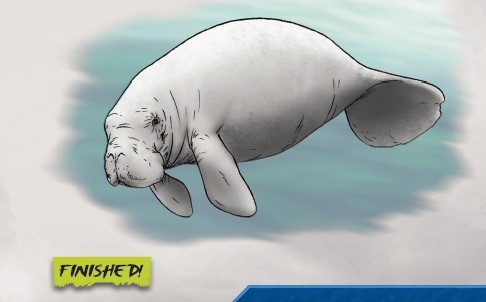 486x302 How To Draw A Manatee - Manatee Drawing