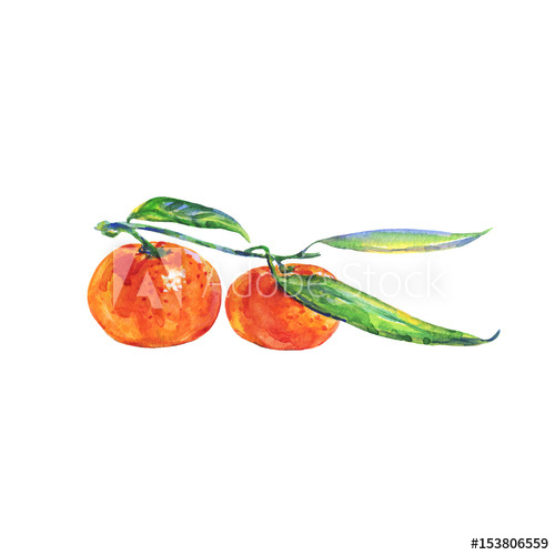 500x500 hand drawn fresh orange mandarin painting isolated tropical - Mandarin Drawing