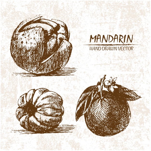 626x626 hand drawn mandarin design vector free download - Mandarin Drawing