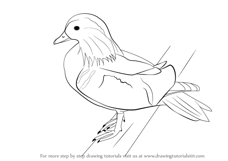 800x566 learn how to draw a mandarin - Mandarin Drawing