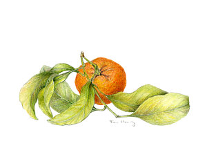 300x214 mandarin orange drawing - Mandarin Drawing