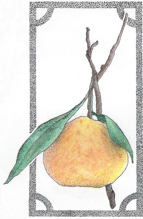 493x752 mandarin drawing for my job working with essential oils - Mandarin Drawing