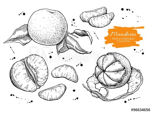 500x371 vector hand drawn mandarin set engraved collection - Mandarin Drawing