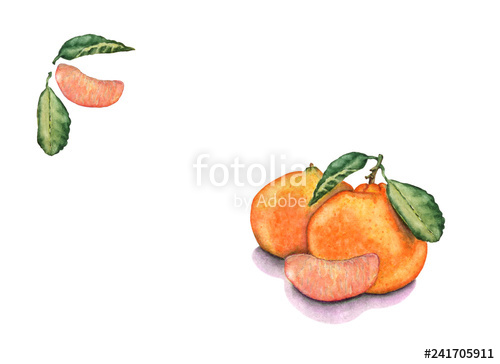 500x364 watercolor hand drawn mandarin fruits, slices and leaves - Mandarin Drawing