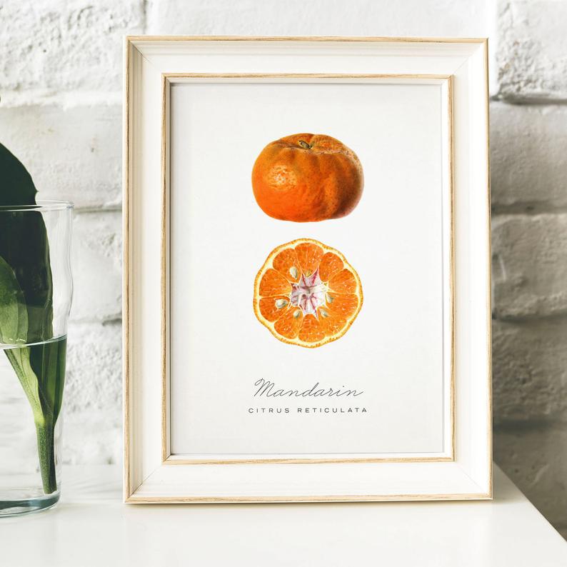 794x794 mandarin print vintage kitchen poster wall art decor etsy - Mandarin Orange Drawing