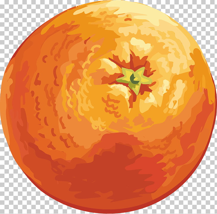 728x721 mandarin orange drawing orange png clipart free cliparts uihere - Mandarin Orange Drawing