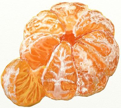 400x356 realistic peeled orange - Mandarin Orange Drawing