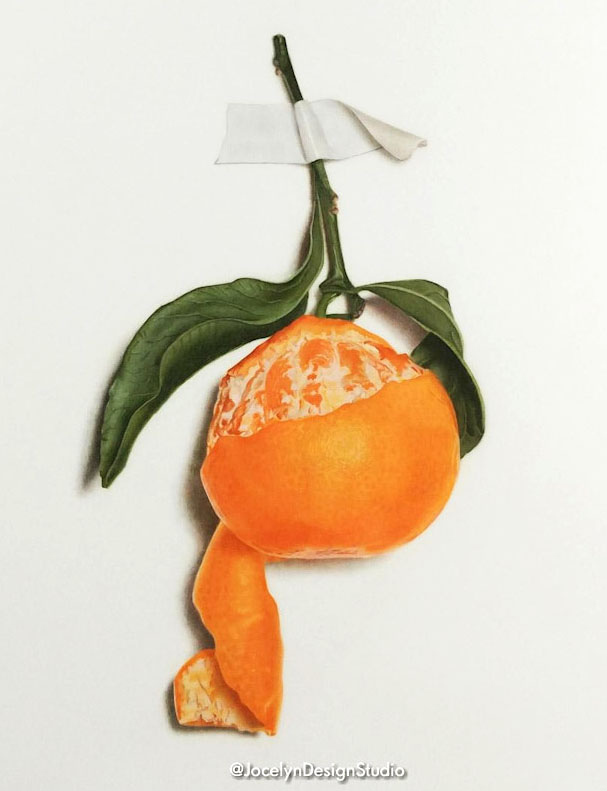 607x791 the world's newest photos of mandarin and orange - Mandarin Orange Drawing