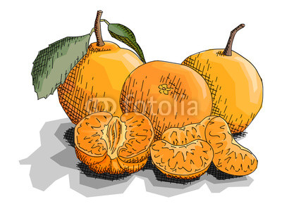 400x300 vector illustration of drawing fruit mandarins buy photos ap - Mandarin Orange Drawing
