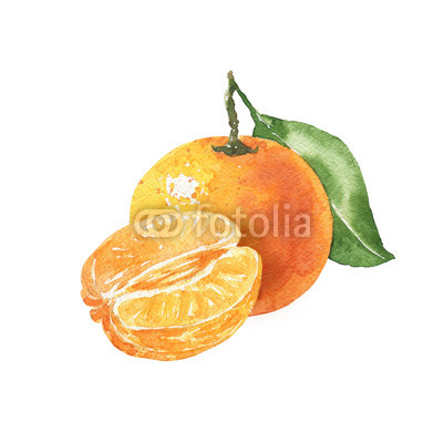 400x400 hand drawn watercolor tangerine illustration isolated on white - Mandarin Orange Drawing
