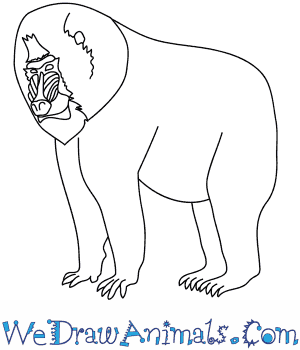 300x350 How To Draw A Mandrill - Mandrill Drawing
