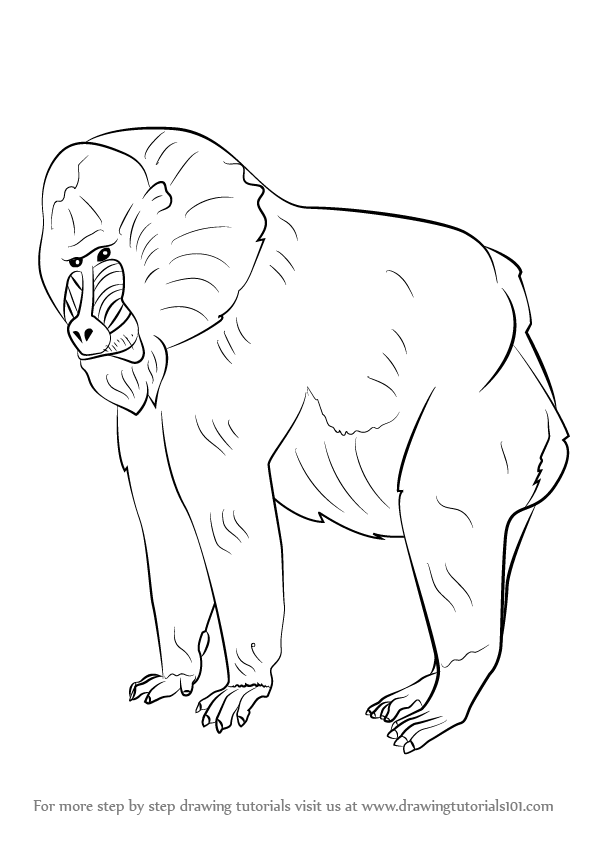 596x842 Learn How To Draw A Mandrill - Mandrill Drawing