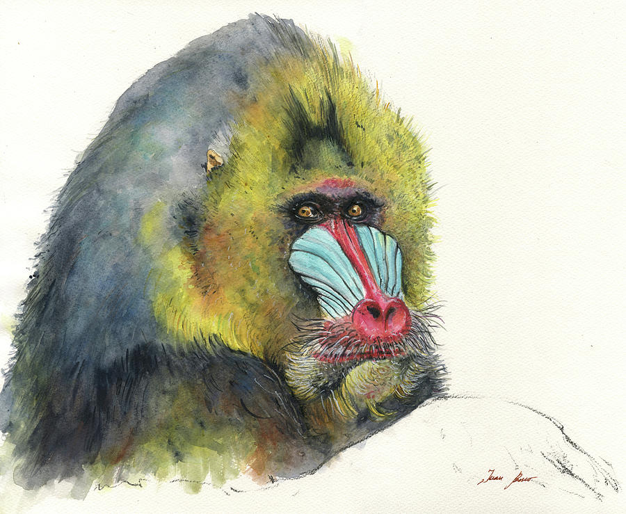 900x739 Male Mandrill Painting - Mandrill Drawing