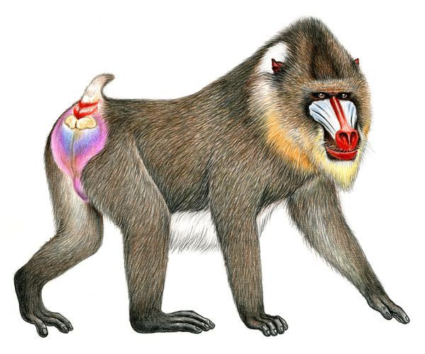 Mandrill Drawing At Explore Collection Of Mandrill