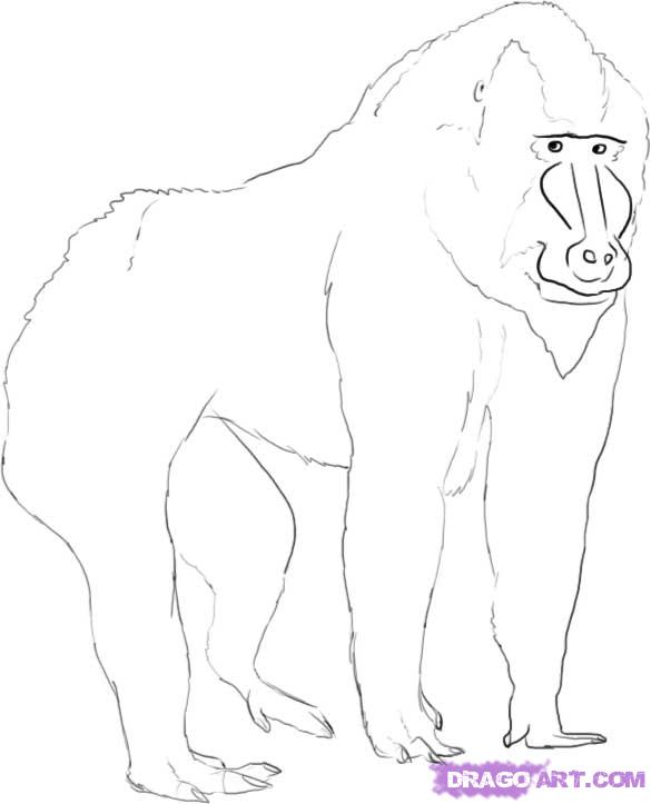 585x723 Mandrill Baboon Drawing - Mandrill Drawing