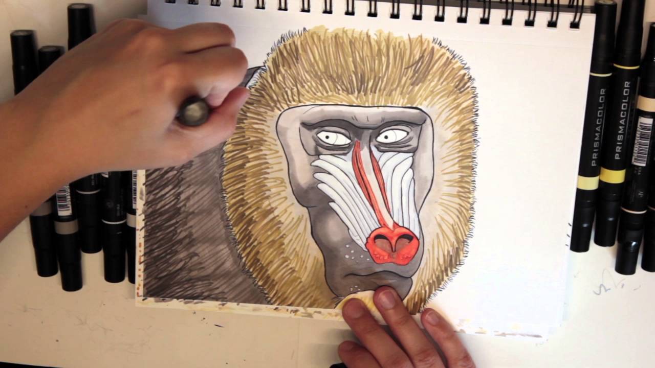 1280x720 Mandrill Drawing - Mandrill Drawing
