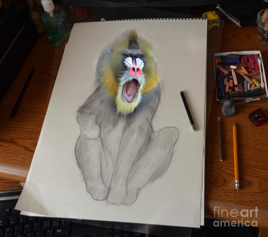 900x797 mandrill drawing coming alive photograph - Mandrill Drawing