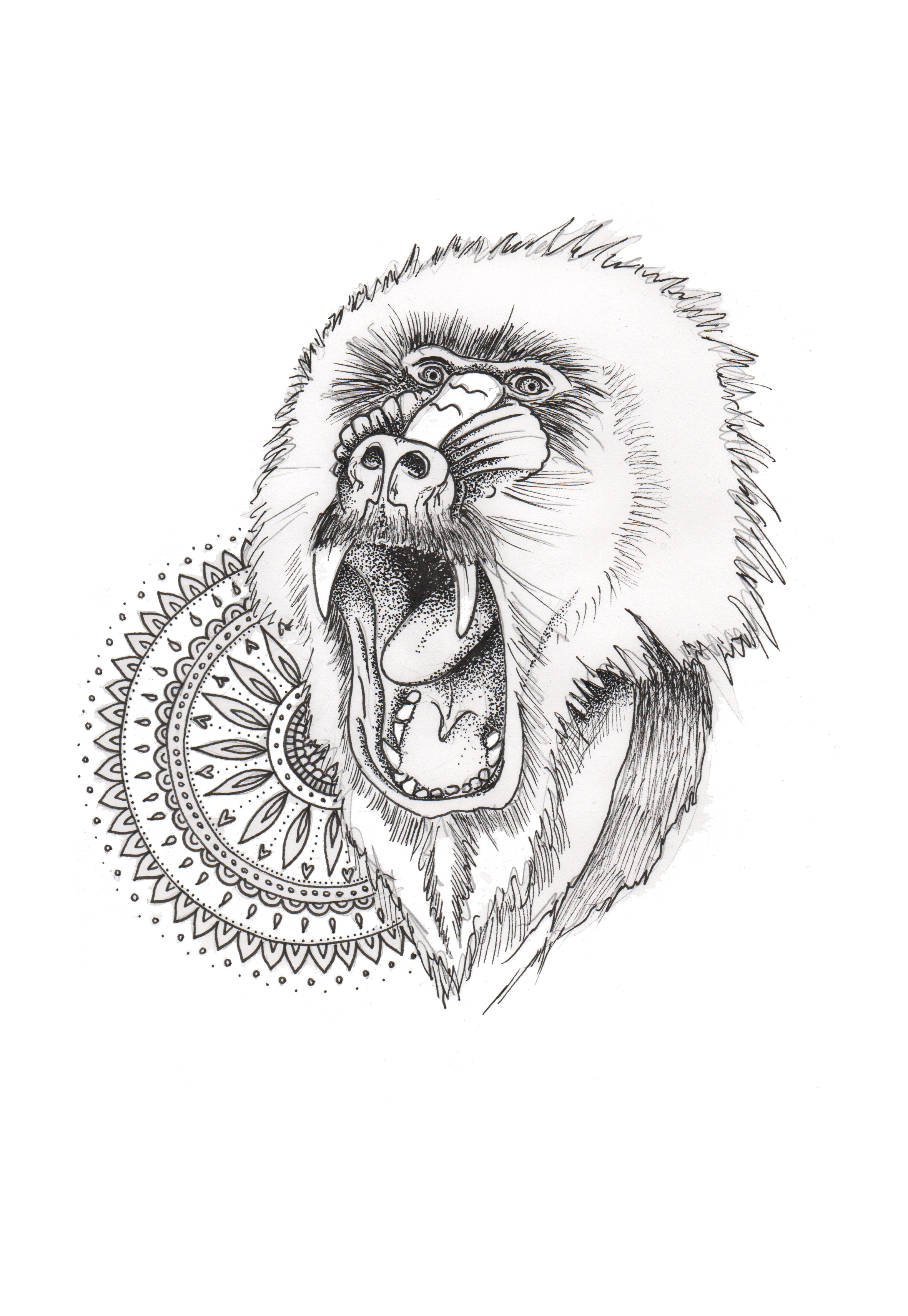 2362x3425 Mandrill Print Nicola Clarke - Mandrill Drawing