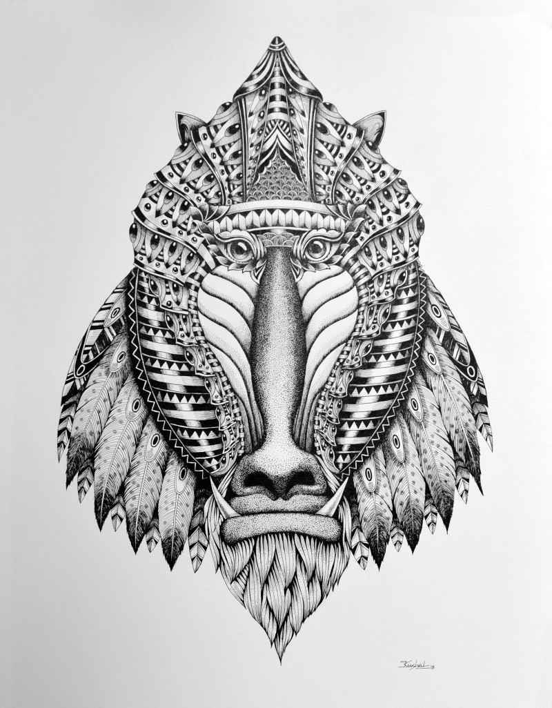 800x1026 Mandrill - Mandrill Drawing