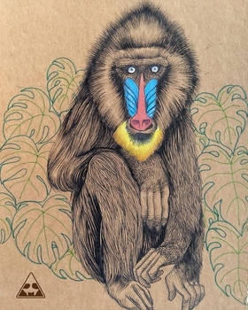 280x350 Mandrill - Mandrill Drawing