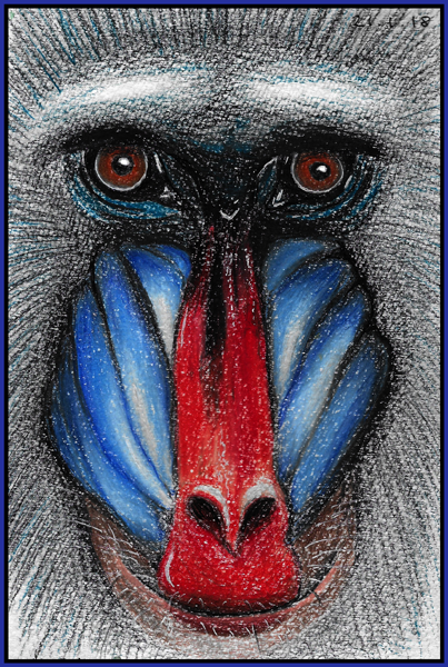 403x600 Mandrill Pencil Drawing Jo Fox Adventures In Art - Mandrill Drawing