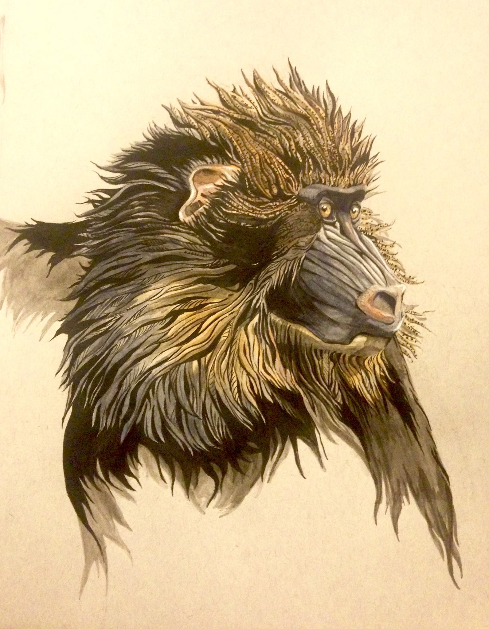 1592x2048 marcia underwood visual communications, llc mandrill - Mandrill Drawing