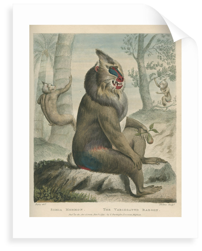 682x850 The Variegated Baboon' - Mandrill Drawing