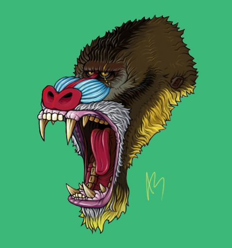 477x509 Mandrill Baboon - Mandrill Drawing