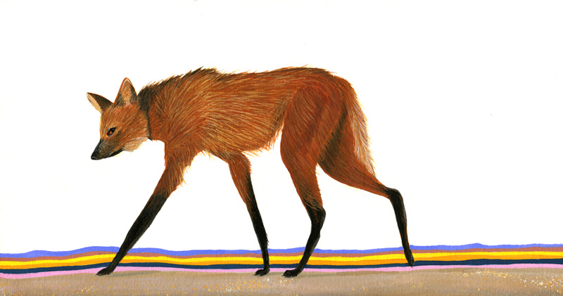 800x421 Maned Wolf Gouache On Paper Sold - Maned Wolf Drawing