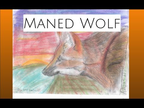 480x360 Maned Wolf Drawing - Maned Wolf Drawing