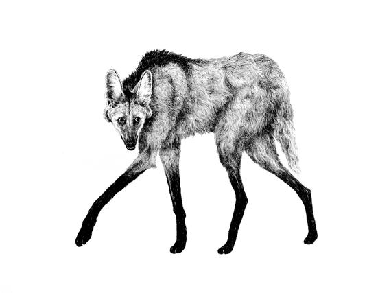 570x427 Maned Wolf Pen Ink Drawing Illustration On Paper Etsy - Maned Wolf Drawing