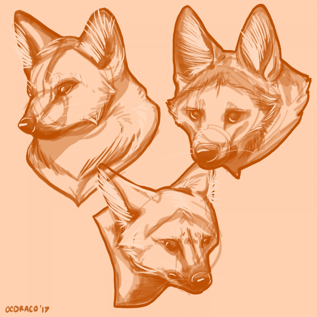 1280x1280 Maned Wolf Sketches - Maned Wolf Drawing