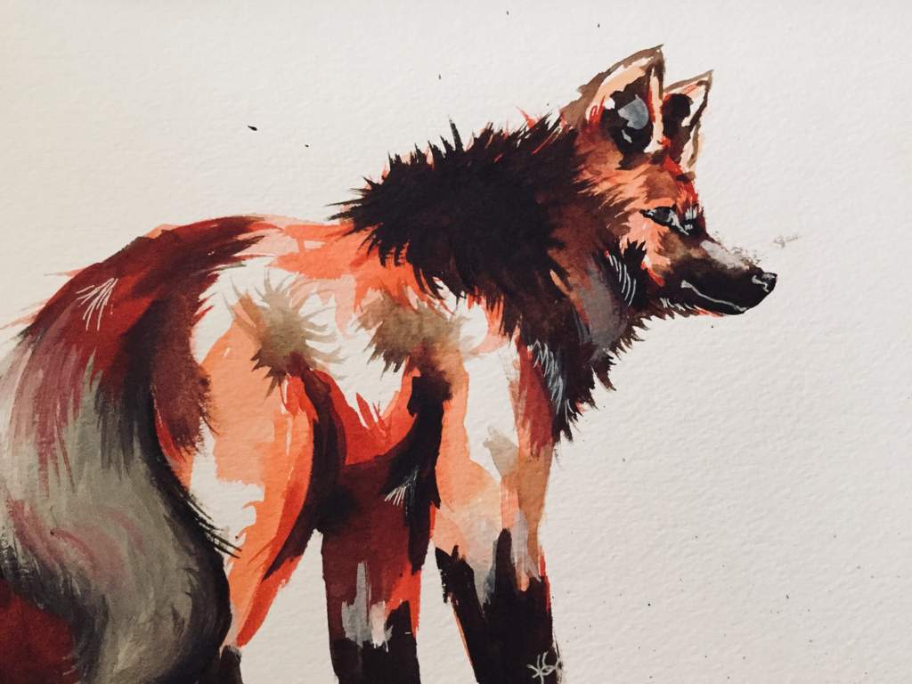 1024x768 Maned Art Amino - Maned Wolf Drawing