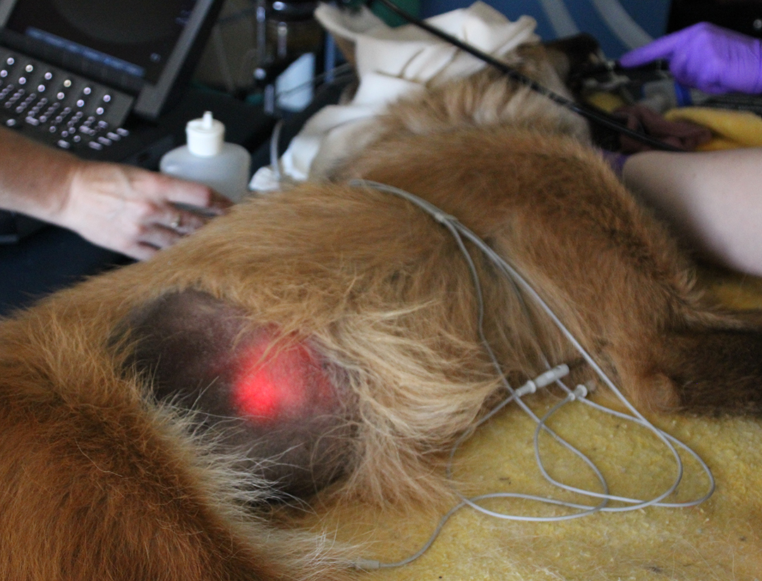 1080x824 Medvet Visits To Assist With Maned Wolves Fossil Rim Wildlife Center - Maned Wolf Drawing