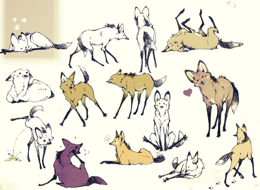 900x657 Teach Me How To Draw Maned Wolf - Maned Wolf Drawing