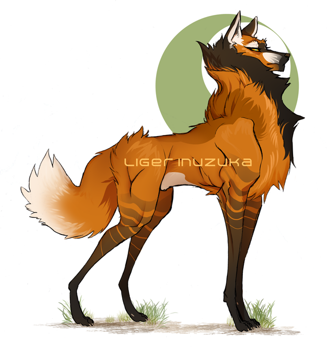 Maned Wolf Drawing at Explore collection of Maned