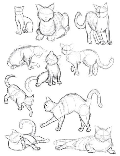 489x638 how to draw a cat observation drawing - Manga Cat Drawing