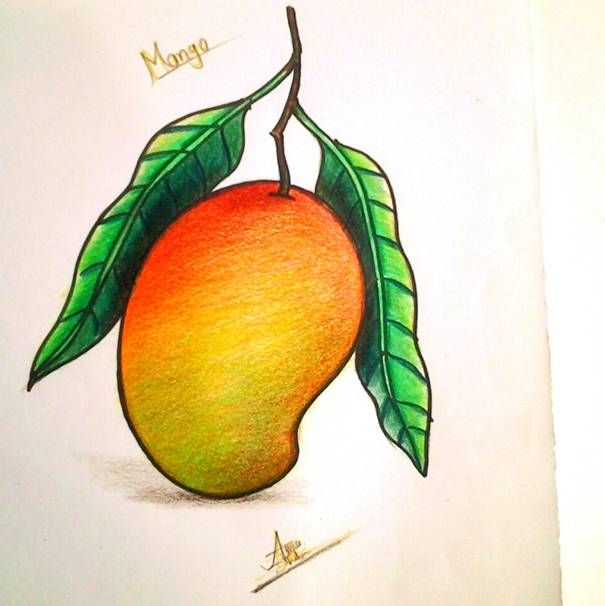 605x606 Diy Projects Uploded Images Drawings - Mango Drawing