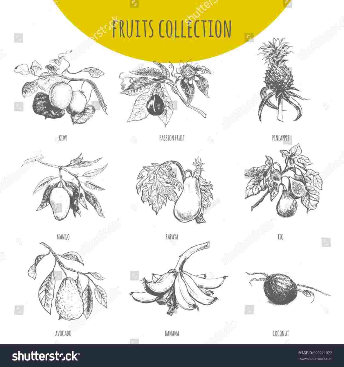 1185x1264 sketch of mango of free mango drawing black and white download - Mango Drawing