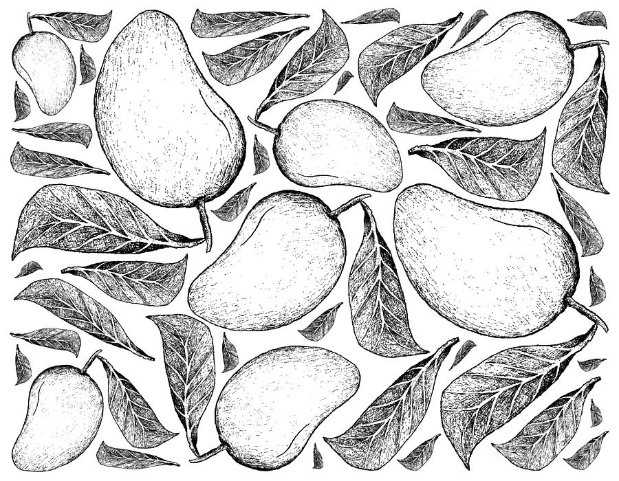 900x700 hand drawn background of fresh mango fruits drawing - Mango Drawing