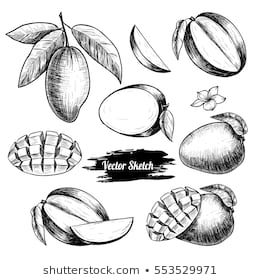260x280 huge collection of 'mango drawing picture' download more than - Mango Drawing Picture